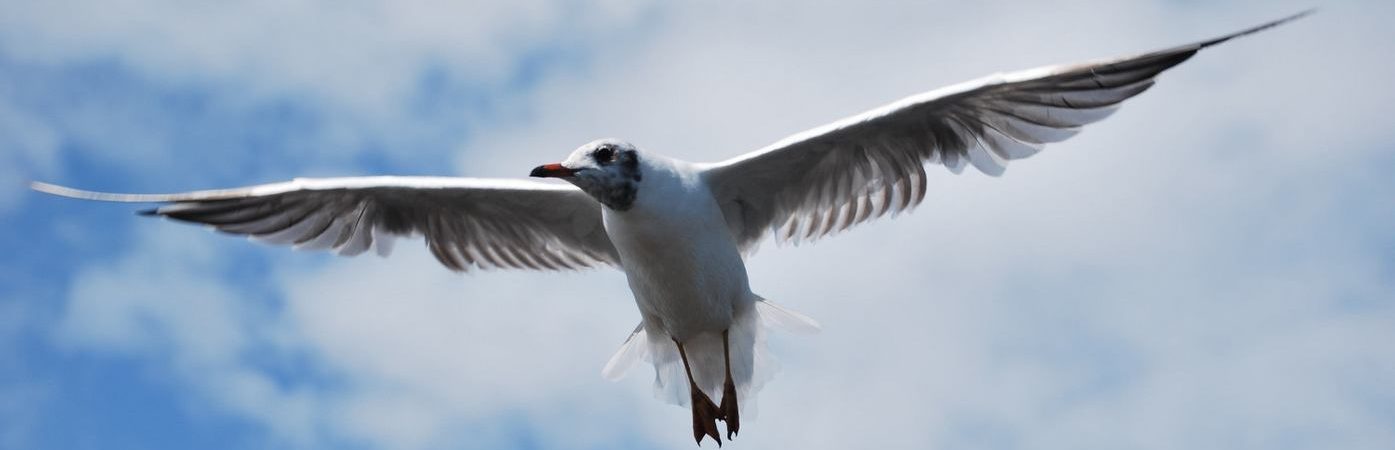 שחף במעופו, מטאפורה למבט על